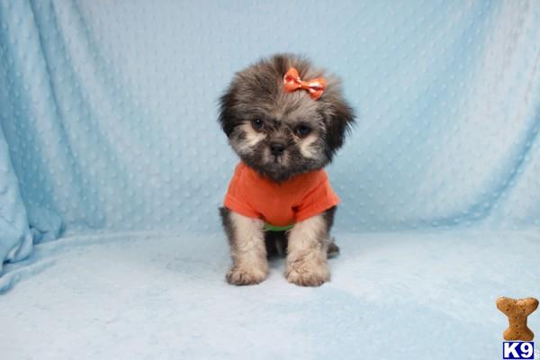 lvpuppyheaven Picture 3